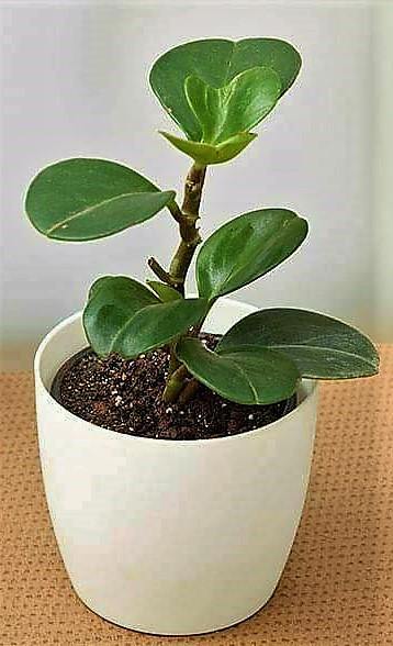 Baby Rubber, Pepper face, Peperomia Obtusifolia - www.FOP.ae Buy online Best and Healthy Plants and quality products guarantee in Dubai Plants Shop in Dubai Abu Dhabi all over UAE Plants near me Fresh Plants in Dubai where to buy plants in UAE - FOP.ae