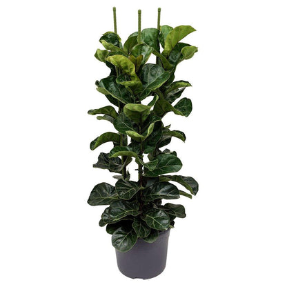 Ficus Lyrata, Fiddle Leaf Fig - www.FOP.ae Buy online Best and Healthy Plants and quality products guarantee in Dubai Plants Shop in Dubai Abu Dhabi all over UAE Plants near me Fresh Plants in Dubai where to buy plants in UAE - FOP.ae