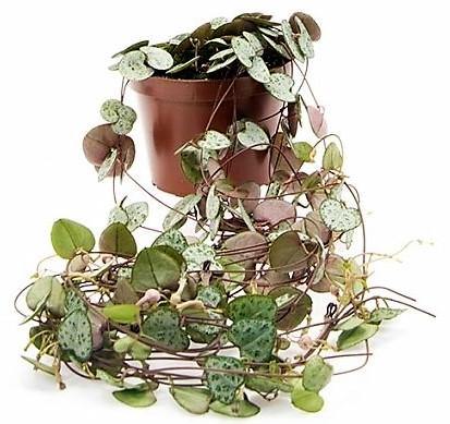 String of Hearts, Ceropegia Woodii, Variegated - www.FOP.ae Buy online Best and Healthy Plants and quality products guarantee in Dubai Plants Shop in Dubai Abu Dhabi all over UAE Plants near me Fresh Plants in Dubai where to buy plants in UAE - FOP.ae