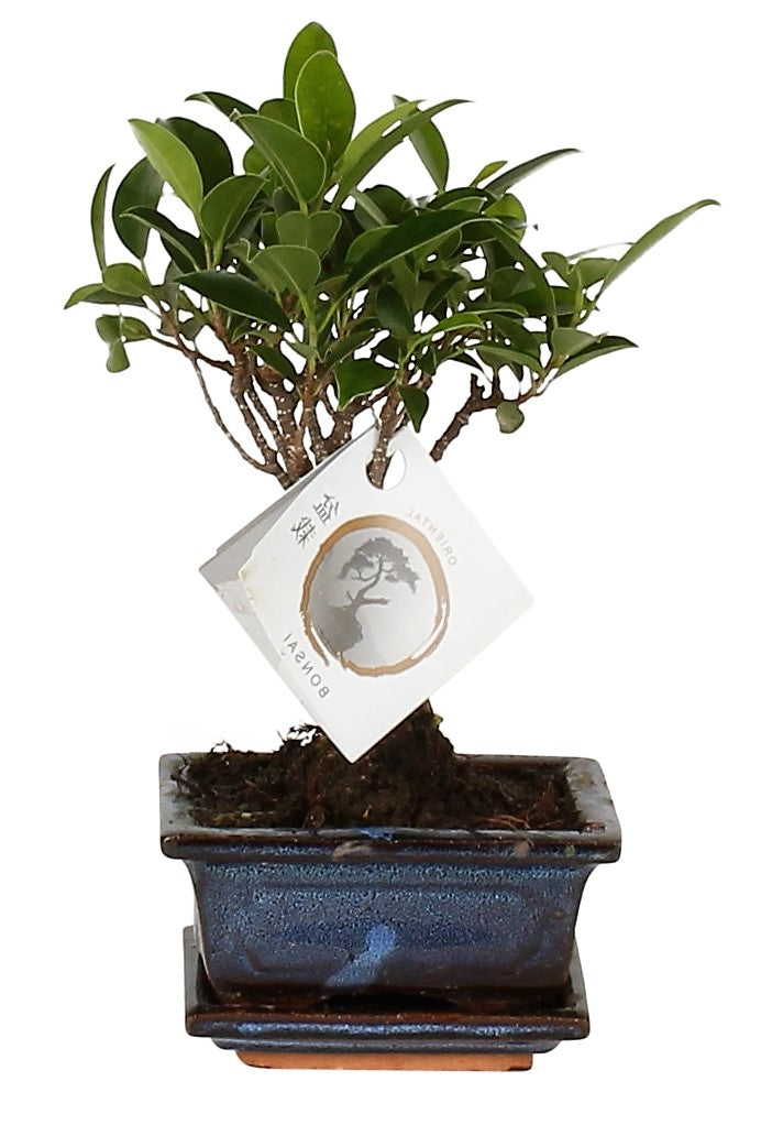 Mini Bonsai Mixed - www.FOP.ae Buy online Best and Healthy Plants and quality products guarantee in Dubai Plants Shop in Dubai Abu Dhabi all over UAE Plants near me Fresh Plants in Dubai where to buy plants in UAE - FOP.ae