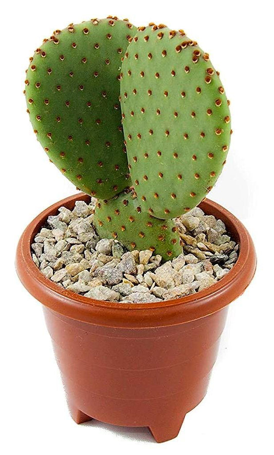 Bunny Ears, Cactus Opuntia Albata - www.FOP.ae Buy online Best and Healthy Plants and quality products guarantee in Dubai Plants Shop in Dubai Abu Dhabi all over UAE Plants near me Fresh Plants in Dubai where to buy plants in UAE - FOP.ae