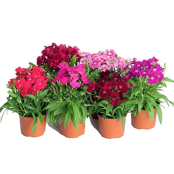 Dianthus Caryophyllus, Carnation (small) - www.FOP.ae Buy online Best and Healthy Plants and quality products guarantee in Dubai Plants Shop in Dubai Abu Dhabi all over UAE Plants near me Fresh Plants in Dubai where to buy plants in UAE - FOP.ae