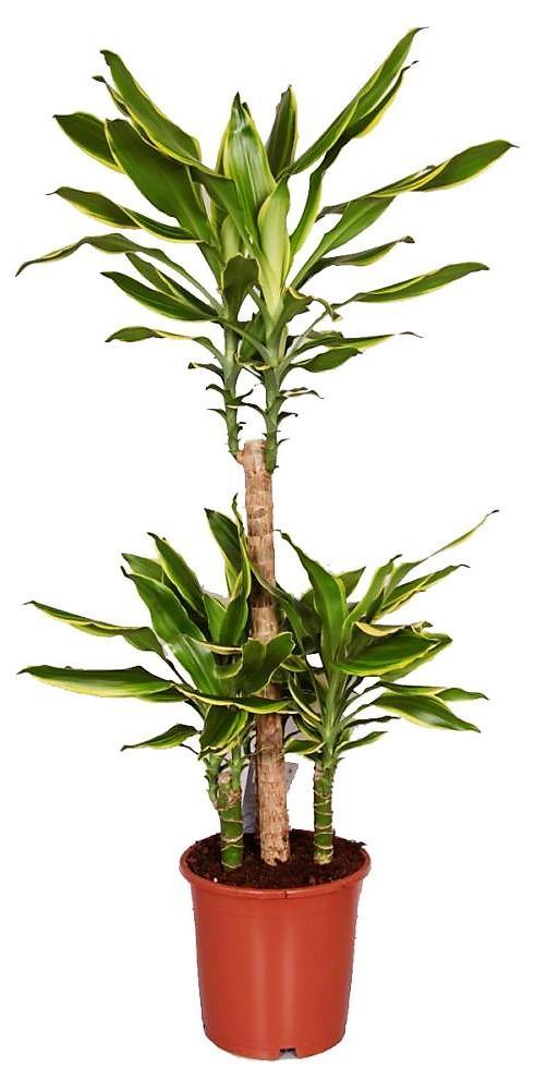 Dracaena Fragrans, Golden Coast - www.FOP.ae Buy online Best and Healthy Plants and quality products guarantee in Dubai Plants Shop in Dubai Abu Dhabi all over UAE Plants near me Fresh Plants in Dubai where to buy plants in UAE - FOP.ae