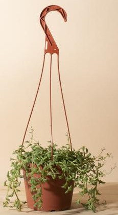 String of Dolphins , Senecio Peregrinus - www.FOP.ae Buy online Best and Healthy Plants and quality products guarantee in Dubai Plants Shop in Dubai Abu Dhabi all over UAE Plants near me Fresh Plants in Dubai where to buy plants in UAE - FOP.ae