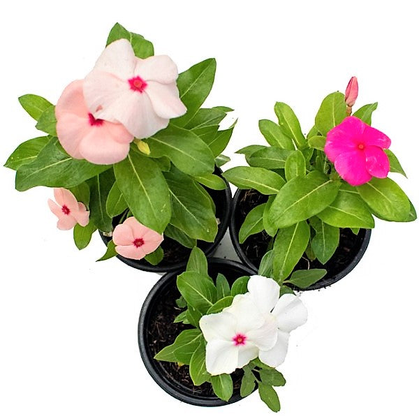 Vinca Flowers (small) - www.FOP.ae Buy online Best and Healthy Plants and quality products guarantee in Dubai Plants Shop in Dubai Abu Dhabi all over UAE Plants near me Fresh Plants in Dubai where to buy plants in UAE - FOP.ae