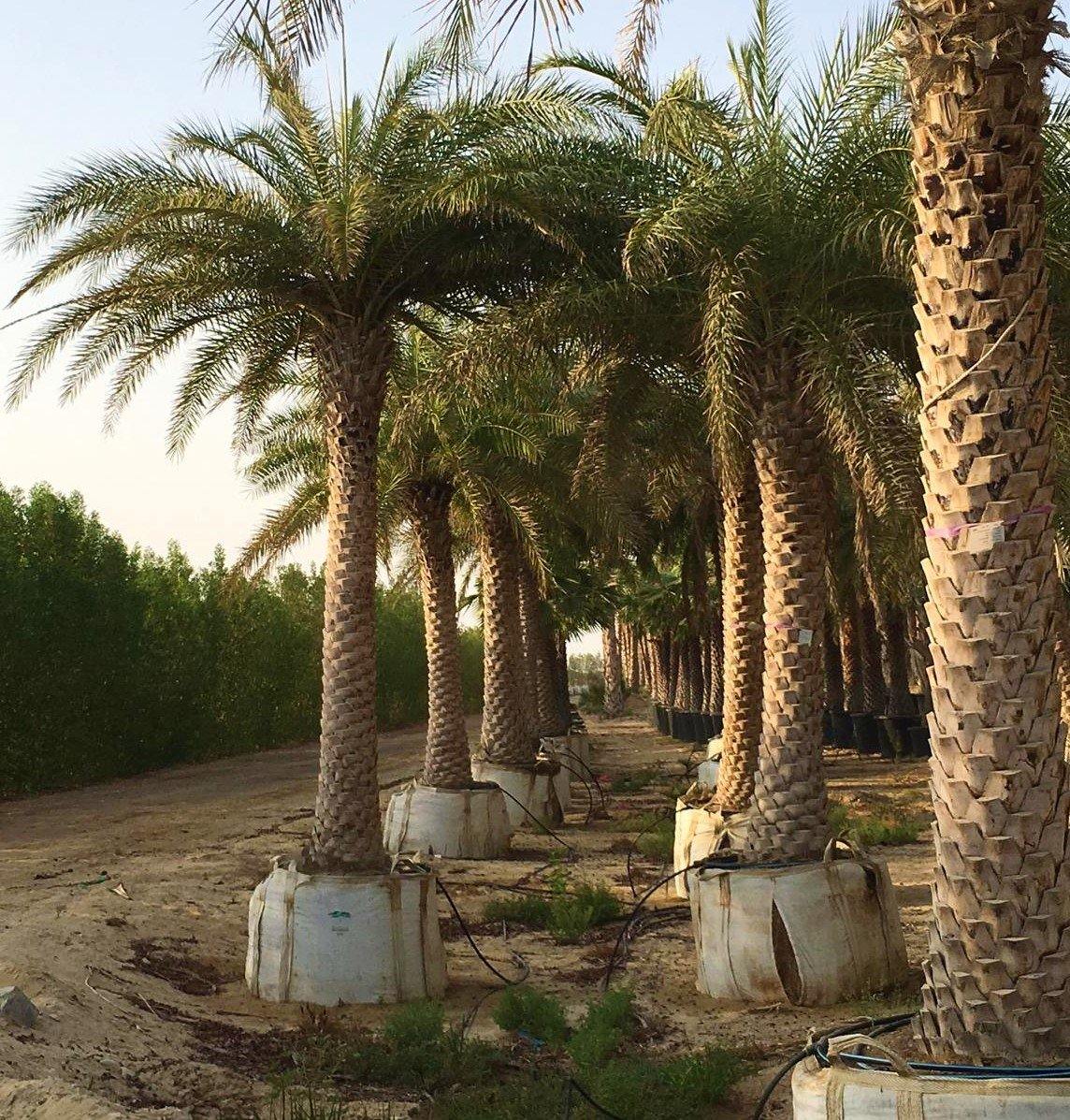 Silver Date Palm, Phoenix Sylvestris, Wild Date Palm - www.FOP.ae Buy online Best and Healthy Plants and quality products guarantee in Dubai Plants Shop in Dubai Abu Dhabi all over UAE Plants near me Fresh Plants in Dubai where to buy plants in UAE - FOP.ae