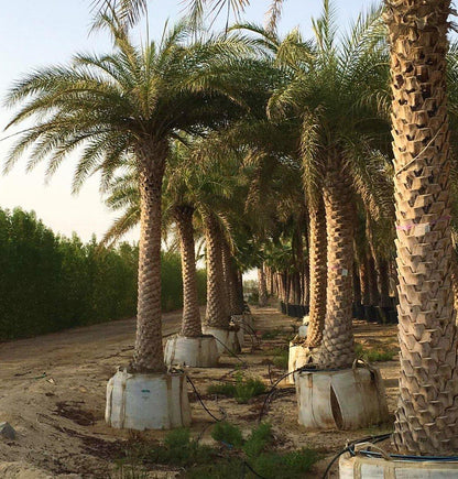 Silver Date Palm, Phoenix Sylvestris, Wild Date Palm - www.FOP.ae Buy online Best and Healthy Plants and quality products guarantee in Dubai Plants Shop in Dubai Abu Dhabi all over UAE Plants near me Fresh Plants in Dubai where to buy plants in UAE - FOP.ae