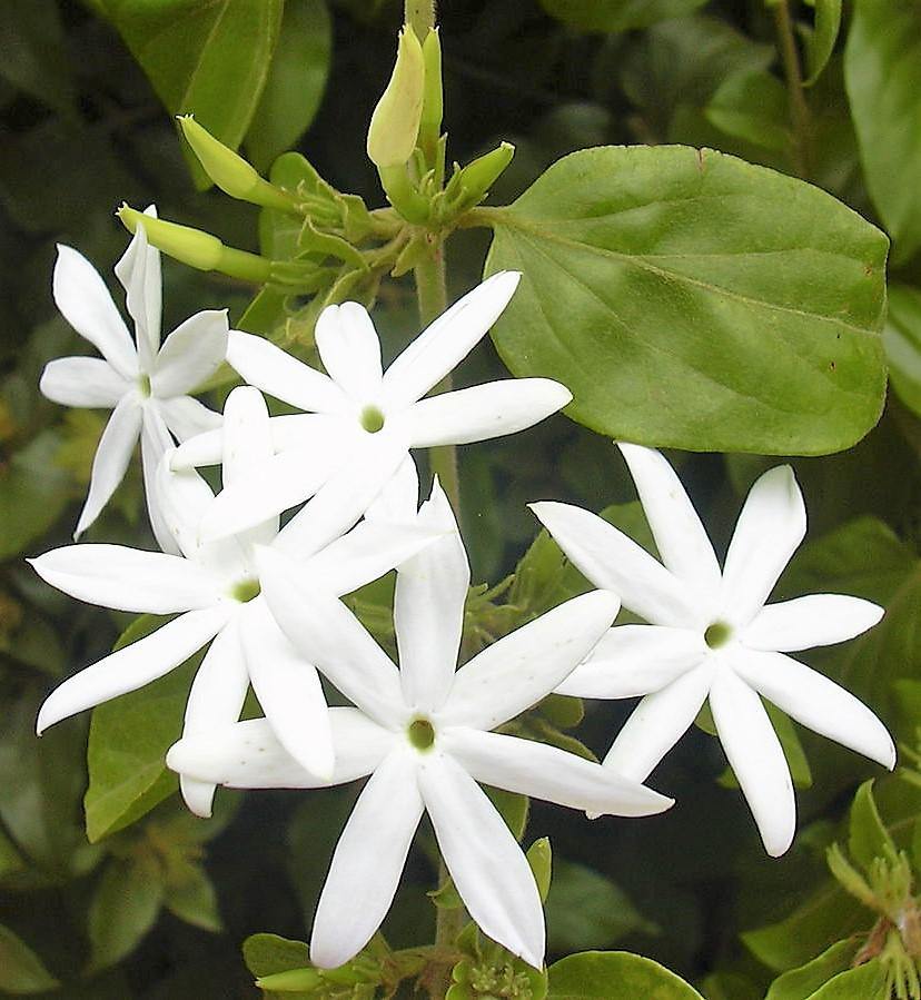 Jasminum Grandiflora, Grandiflorum, Jasmine Climber - www.FOP.ae Buy online Best and Healthy Plants and quality products guarantee in Dubai Plants Shop in Dubai Abu Dhabi all over UAE Plants near me Fresh Plants in Dubai where to buy plants in UAE - FOP.ae