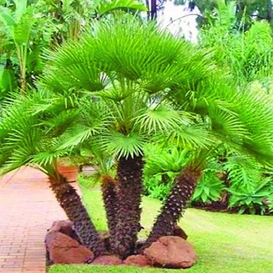 European Fan Palm, Chamaerops Humilis - www.FOP.ae Buy online Best and Healthy Plants and quality products guarantee in Dubai Plants Shop in Dubai Abu Dhabi all over UAE Plants near me Fresh Plants in Dubai where to buy plants in UAE - FOP.ae