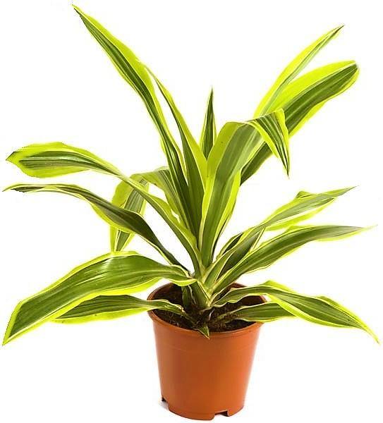 Dracaena Lemon Lime Mini - www.FOP.ae Buy online Best and Healthy Plants and quality products guarantee in Dubai Plants Shop in Dubai Abu Dhabi all over UAE Plants near me Fresh Plants in Dubai where to buy plants in UAE - FOP.ae