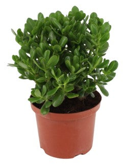 Money Tree, Crassula ovata, Dollar Plant, Jade Plant, Jade Tree - www.FOP.ae Buy online Best and Healthy Plants and quality products guarantee in Dubai Plants Shop in Dubai Abu Dhabi all over UAE Plants near me Fresh Plants in Dubai where to buy plants in UAE - FOP.ae