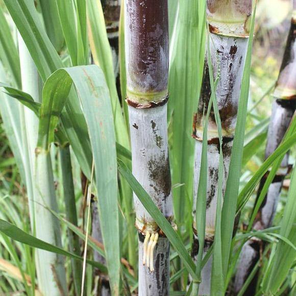 Saccharum Officinarum, Sugarcane, قصب السكر - www.FOP.ae Buy online Best and Healthy Plants and quality products guarantee in Dubai Plants Shop in Dubai Abu Dhabi all over UAE Plants near me Fresh Plants in Dubai where to buy plants in UAE - FOP.ae