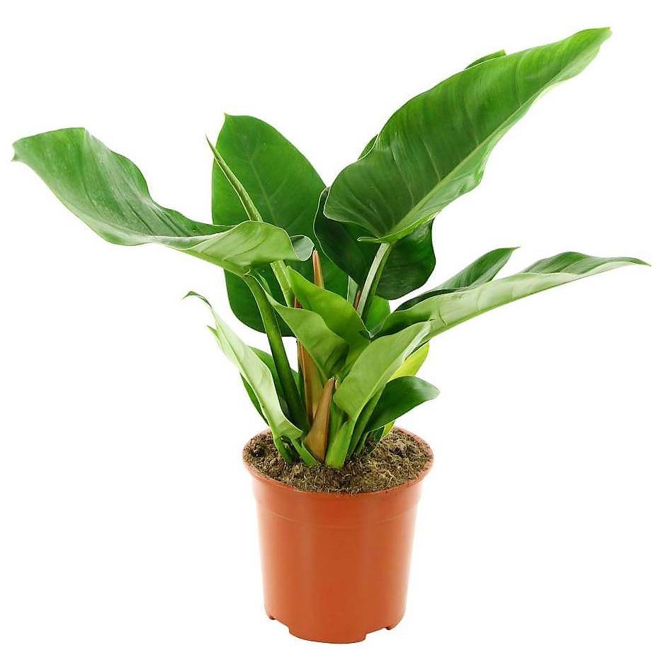 Philodendron Imperial Green - www.FOP.ae Buy online Best and Healthy Plants and quality products guarantee in Dubai Plants Shop in Dubai Abu Dhabi all over UAE Plants near me Fresh Plants in Dubai where to buy plants in UAE - FOP.ae