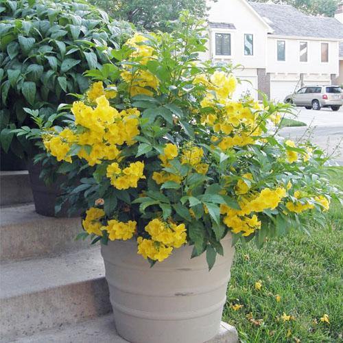 Yellow Bells, Tecoma Stans - www.FOP.ae Buy online Best and Healthy Plants and quality products guarantee in Dubai Plants Shop in Dubai Abu Dhabi all over UAE Plants near me Fresh Plants in Dubai where to buy plants in UAE - FOP.ae