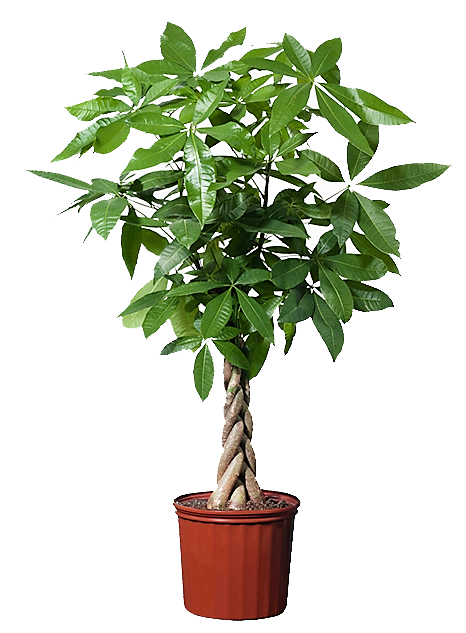 Pachira Aquatica, Money Tree (Twisted Trunk) - www.FOP.ae Buy online Best and Healthy Plants and quality products guarantee in Dubai Plants Shop in Dubai Abu Dhabi all over UAE Plants near me Fresh Plants in Dubai where to buy plants in UAE - FOP.ae