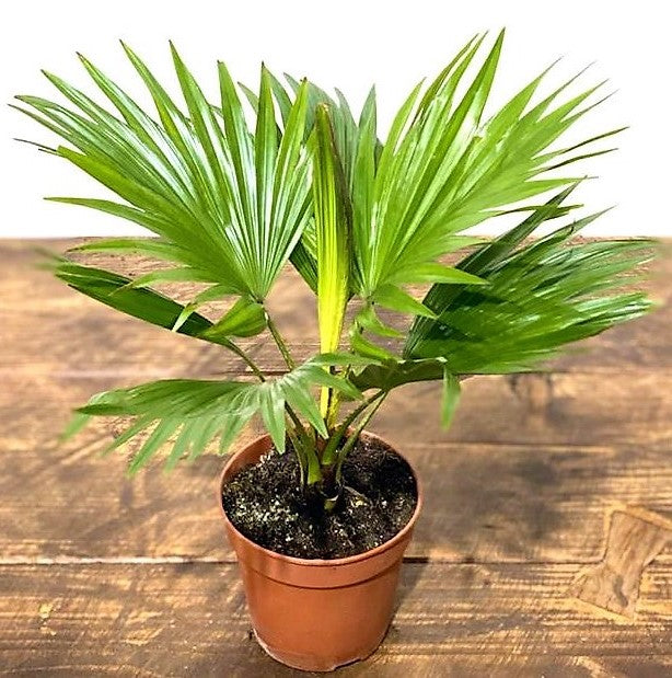 Livistona Palm, Footstool Palm, Table Palm, Fan Palm - www.FOP.ae Buy online Best and Healthy Plants and quality products guarantee in Dubai Plants Shop in Dubai Abu Dhabi all over UAE Plants near me Fresh Plants in Dubai where to buy plants in UAE - FOP.ae