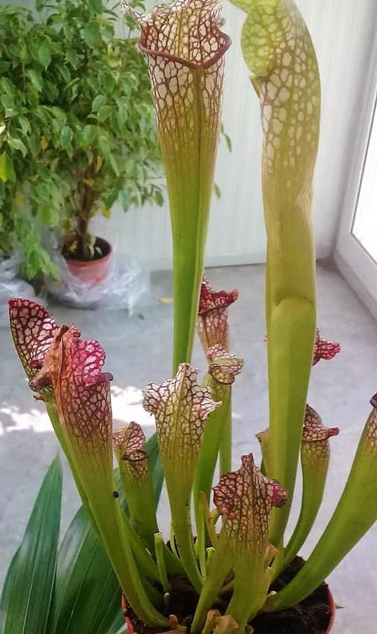 American Pitchers , Sarracenia - www.FOP.ae Buy online Best and Healthy Plants and quality products guarantee in Dubai Plants Shop in Dubai Abu Dhabi all over UAE Plants near me Fresh Plants in Dubai where to buy plants in UAE - FOP.ae