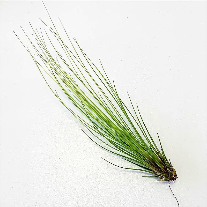 Tillandsia Juncifolia - www.FOP.ae Buy online Best and Healthy Plants and quality products guarantee in Dubai Plants Shop in Dubai Abu Dhabi all over UAE Plants near me Fresh Plants in Dubai where to buy plants in UAE - FOP.ae