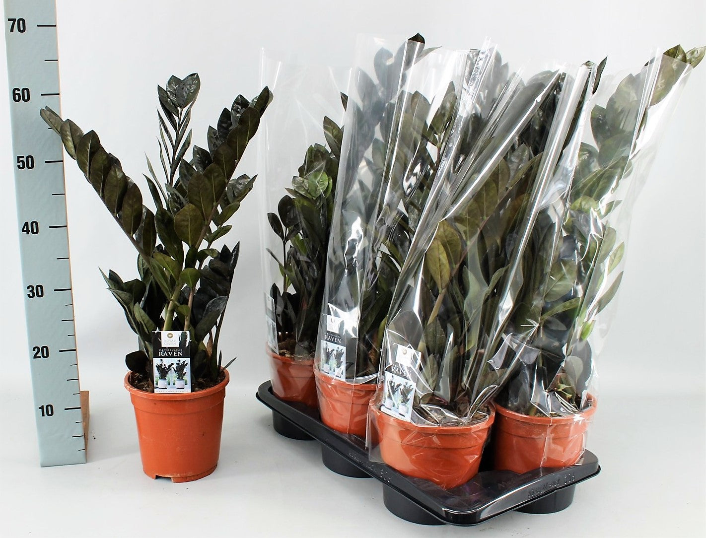 ZZ Plant, Zamioculcas Zamiifolia, Zanzibar Gem - www.FOP.ae Buy online Best and Healthy Plants and quality products guarantee in Dubai Plants Shop in Dubai Abu Dhabi all over UAE Plants near me Fresh Plants in Dubai where to buy plants in UAE - FOP.ae