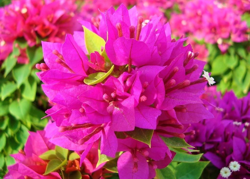 Bougainvillea Pink Pixie - www.FOP.ae Buy online Best and Healthy Plants and quality products guarantee in Dubai Plants Shop in Dubai Abu Dhabi all over UAE Plants near me Fresh Plants in Dubai where to buy plants in UAE - FOP.ae