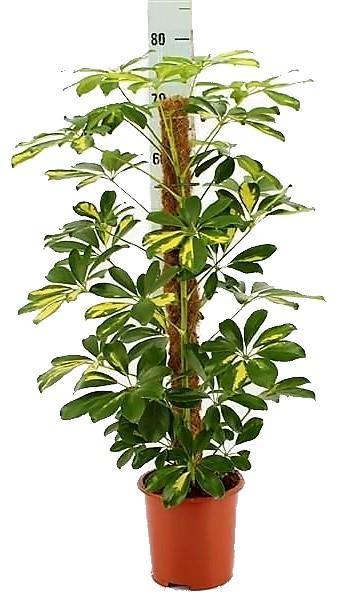 Schefflera Arboricola, Gold Capella, Dwarf Umbrella Tree - www.FOP.ae Buy online Best and Healthy Plants and quality products guarantee in Dubai Plants Shop in Dubai Abu Dhabi all over UAE Plants near me Fresh Plants in Dubai where to buy plants in UAE - FOP.ae