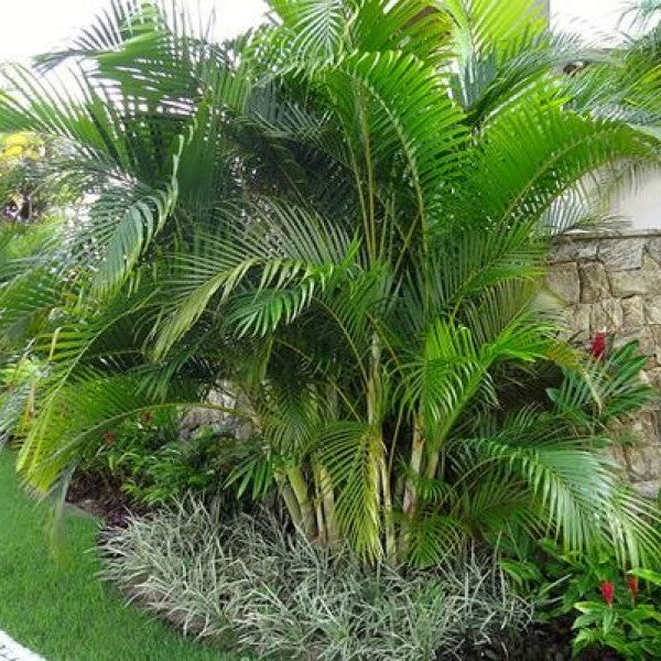 Areca Palm , Chrysalidocarpus lutescens (Outdoor) - www.FOP.ae Buy online Best and Healthy Plants and quality products guarantee in Dubai Plants Shop in Dubai Abu Dhabi all over UAE Plants near me Fresh Plants in Dubai where to buy plants in UAE - FOP.ae