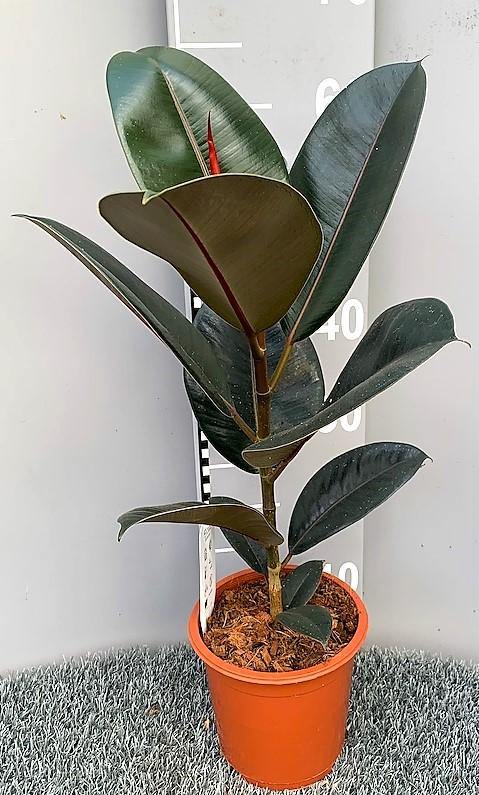 Ficus elastic Abidjan, Rubber Plant - www.FOP.ae Buy online Best and Healthy Plants and quality products guarantee in Dubai Plants Shop in Dubai Abu Dhabi all over UAE Plants near me Fresh Plants in Dubai where to buy plants in UAE - FOP.ae