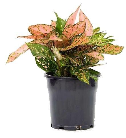 Aglonema sp, Lady Valentine - www.FOP.ae Buy online Best and Healthy Plants and quality products guarantee in Dubai Plants Shop in Dubai Abu Dhabi all over UAE Plants near me Fresh Plants in Dubai where to buy plants in UAE - FOP.ae
