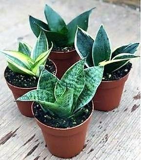 Birds Nest Snake, hahnii, Sansevieria Trifasciata Hahnii - www.FOP.ae Buy online Best and Healthy Plants and quality products guarantee in Dubai Plants Shop in Dubai Abu Dhabi all over UAE Plants near me Fresh Plants in Dubai where to buy plants in UAE - FOP.ae
