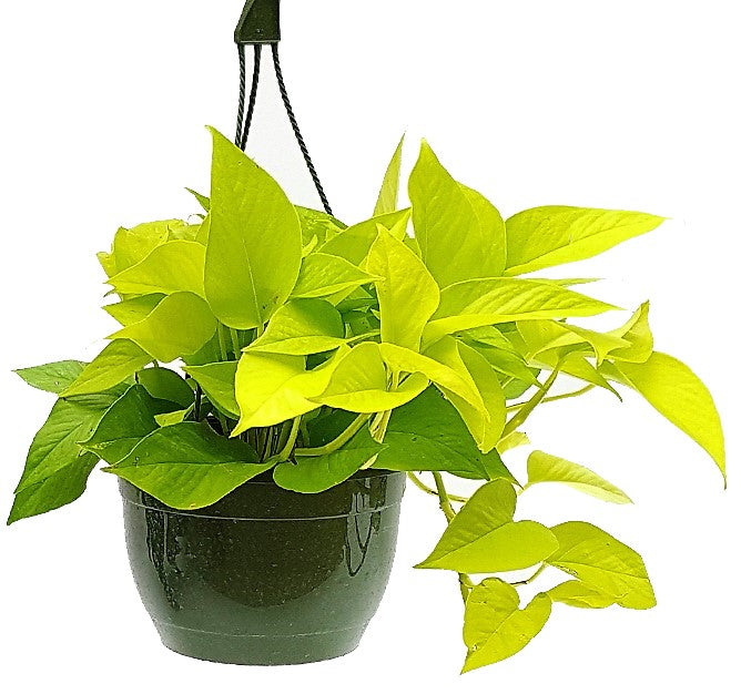 Neon Pothos - www.FOP.ae Buy online Best and Healthy Plants and quality products guarantee in Dubai Plants Shop in Dubai Abu Dhabi all over UAE Plants near me Fresh Plants in Dubai where to buy plants in UAE - FOP.ae