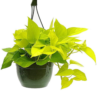 Neon Pothos - www.FOP.ae Buy online Best and Healthy Plants and quality products guarantee in Dubai Plants Shop in Dubai Abu Dhabi all over UAE Plants near me Fresh Plants in Dubai where to buy plants in UAE - FOP.ae