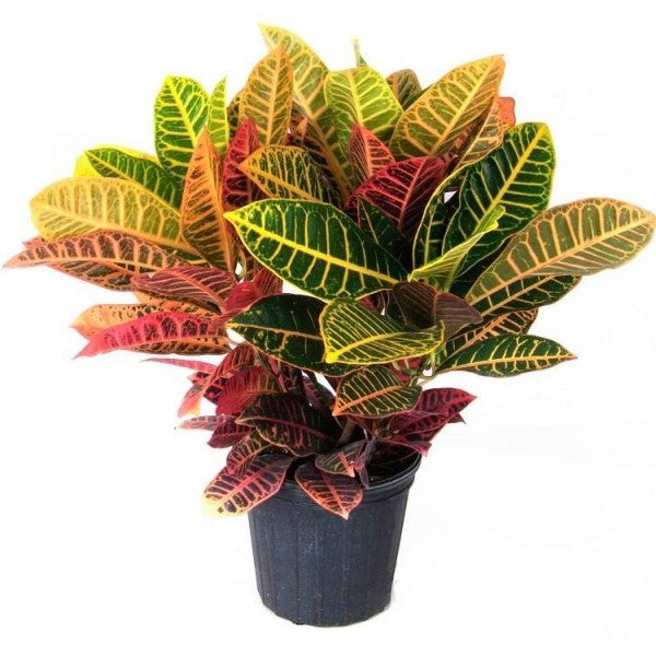 Croton Petra, Garden Croton (Outdoor) - www.FOP.ae Buy online Best and Healthy Plants and quality products guarantee in Dubai Plants Shop in Dubai Abu Dhabi all over UAE Plants near me Fresh Plants in Dubai where to buy plants in UAE - FOP.ae