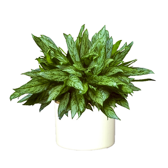 Aglaonema “Silver Queen” Chinese Evergreen Plant - www.FOP.ae Buy online Best and Healthy Plants and quality products guarantee in Dubai Plants Shop in Dubai Abu Dhabi all over UAE Plants near me Fresh Plants in Dubai where to buy plants in UAE - FOP.ae