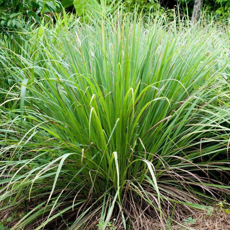 Lemon Grass, Cymbopogon Citratus - www.FOP.ae Buy online Best and Healthy Plants and quality products guarantee in Dubai Plants Shop in Dubai Abu Dhabi all over UAE Plants near me Fresh Plants in Dubai where to buy plants in UAE - FOP.ae