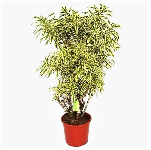 Dracaena Reflexa, Song of India, Pleomele - www.FOP.ae Buy online Best and Healthy Plants and quality products guarantee in Dubai Plants Shop in Dubai Abu Dhabi all over UAE Plants near me Fresh Plants in Dubai where to buy plants in UAE - FOP.ae