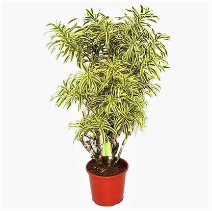 Dracaena Reflexa, Song of India, Pleomele - www.FOP.ae Buy online Best and Healthy Plants and quality products guarantee in Dubai Plants Shop in Dubai Abu Dhabi all over UAE Plants near me Fresh Plants in Dubai where to buy plants in UAE - FOP.ae
