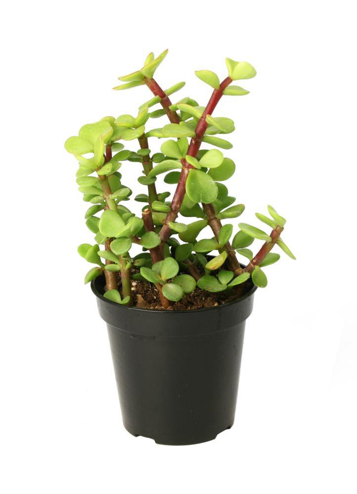 Elephant Bush, Portulacaria - www.FOP.ae Buy online Best and Healthy Plants and quality products guarantee in Dubai Plants Shop in Dubai Abu Dhabi all over UAE Plants near me Fresh Plants in Dubai where to buy plants in UAE - FOP.ae