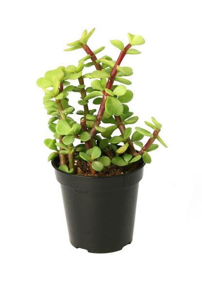 Elephant Bush, Portulacaria - www.FOP.ae Buy online Best and Healthy Plants and quality products guarantee in Dubai Plants Shop in Dubai Abu Dhabi all over UAE Plants near me Fresh Plants in Dubai where to buy plants in UAE - FOP.ae