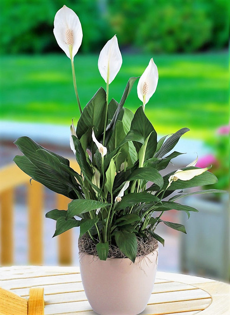 Peace Lily, Spathiphyllum - www.FOP.ae Buy online Best and Healthy Plants and quality products guarantee in Dubai Plants Shop in Dubai Abu Dhabi all over UAE Plants near me Fresh Plants in Dubai where to buy plants in UAE - FOP.ae