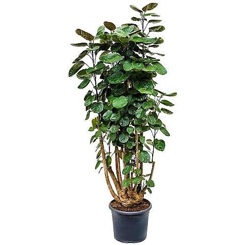Aralia Fabian, Polyscias Fabian - www.FOP.ae Buy online Best and Healthy Plants and quality products guarantee in Dubai Plants Shop in Dubai Abu Dhabi all over UAE Plants near me Fresh Plants in Dubai where to buy plants in UAE - FOP.ae