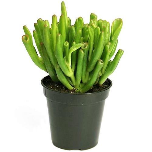 Crassula Ovata, Hobbit - www.FOP.ae Buy online Best and Healthy Plants and quality products guarantee in Dubai Plants Shop in Dubai Abu Dhabi all over UAE Plants near me Fresh Plants in Dubai where to buy plants in UAE - FOP.ae