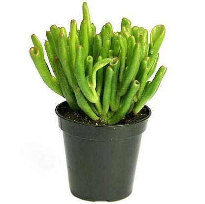Crassula Ovata, Hobbit - www.FOP.ae Buy online Best and Healthy Plants and quality products guarantee in Dubai Plants Shop in Dubai Abu Dhabi all over UAE Plants near me Fresh Plants in Dubai where to buy plants in UAE - FOP.ae