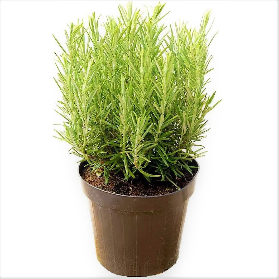 Rosmarinus Officialis, Rosemary Herb Outdoor - www.FOP.ae Buy online Best and Healthy Plants and quality products guarantee in Dubai Plants Shop in Dubai Abu Dhabi all over UAE Plants near me Fresh Plants in Dubai where to buy plants in UAE - FOP.ae