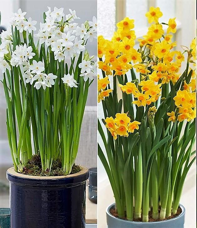 Daffodil, Narcissus - www.FOP.ae Buy online Best and Healthy Plants and quality products guarantee in Dubai Plants Shop in Dubai Abu Dhabi all over UAE Plants near me Fresh Plants in Dubai where to buy plants in UAE - FOP.ae