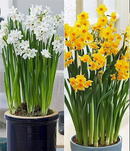 Daffodil, Narcissus - www.FOP.ae Buy online Best and Healthy Plants and quality products guarantee in Dubai Plants Shop in Dubai Abu Dhabi all over UAE Plants near me Fresh Plants in Dubai where to buy plants in UAE - FOP.ae