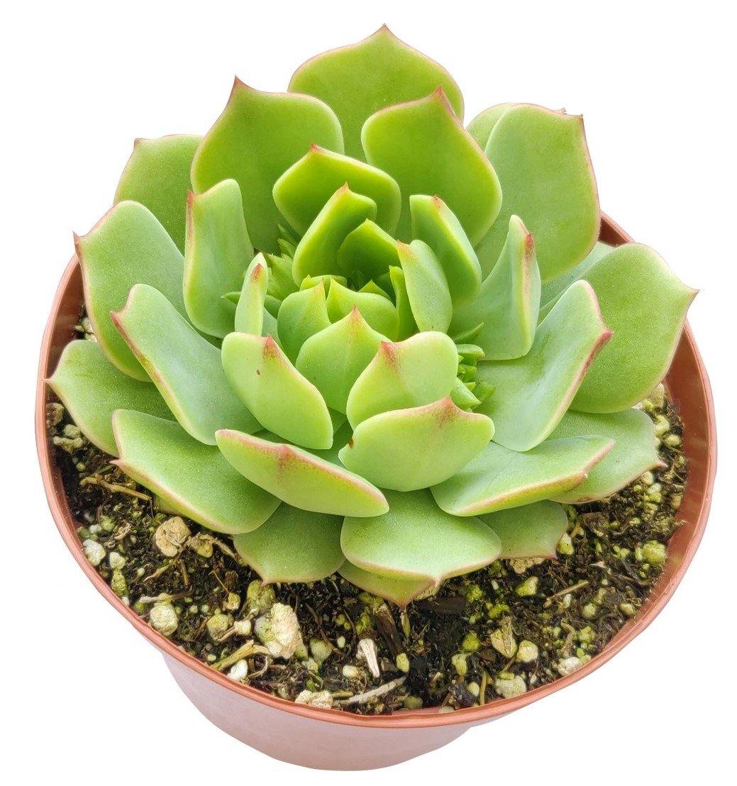 Echeveria succulent - www.FOP.ae Buy online Best and Healthy Plants and quality products guarantee in Dubai Plants Shop in Dubai Abu Dhabi all over UAE Plants near me Fresh Plants in Dubai where to buy plants in UAE - FOP.ae