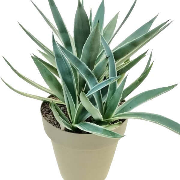 Agave Angustifolia, Caribbean - www.FOP.ae Buy online Best and Healthy Plants and quality products guarantee in Dubai Plants Shop in Dubai Abu Dhabi all over UAE Plants near me Fresh Plants in Dubai where to buy plants in UAE - FOP.ae
