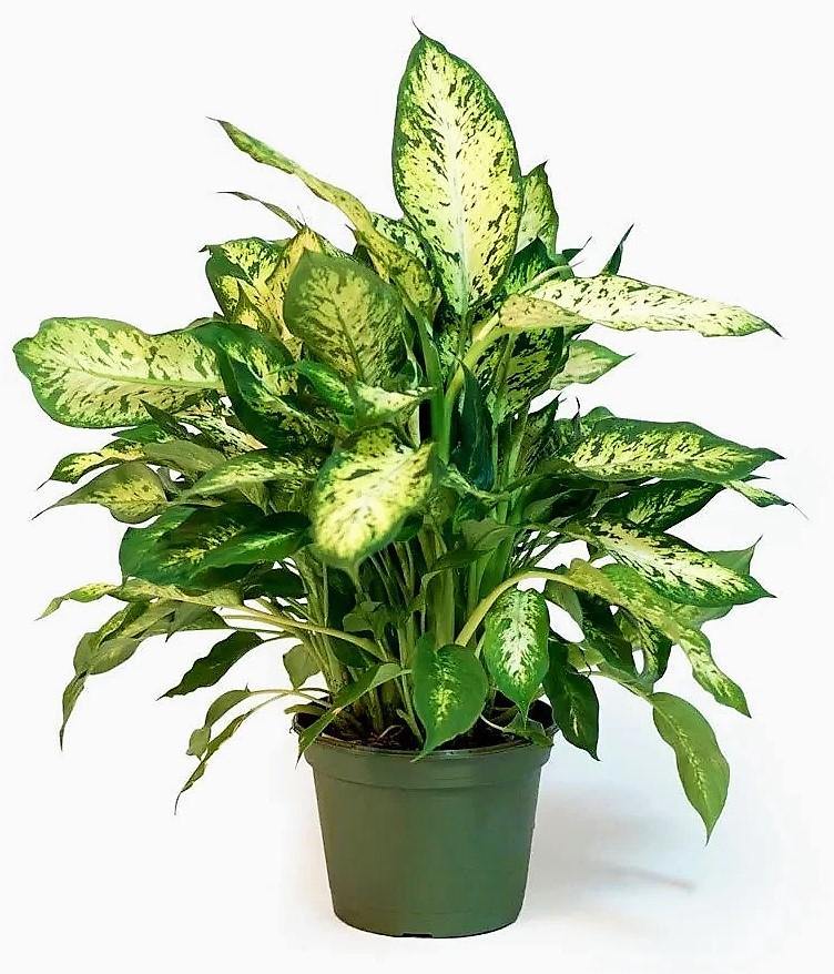 Dieffenbachia, Compacta, Dumb Cane, Leopard Lilly - www.FOP.ae Buy online Best and Healthy Plants and quality products guarantee in Dubai Plants Shop in Dubai Abu Dhabi all over UAE Plants near me Fresh Plants in Dubai where to buy plants in UAE - FOP.ae
