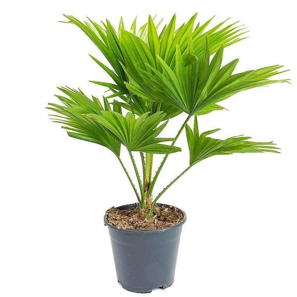 Chinese Fan Palm, Livistona Chinensis, Fountain Palm - www.FOP.ae Buy online Best and Healthy Plants and quality products guarantee in Dubai Plants Shop in Dubai Abu Dhabi all over UAE Plants near me Fresh Plants in Dubai where to buy plants in UAE - FOP.ae