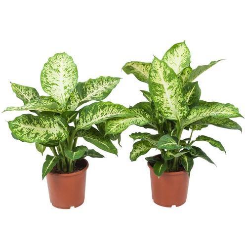 Dieffenbachia Seguine, Maroba, Mars - www.FOP.ae Buy online Best and Healthy Plants and quality products guarantee in Dubai Plants Shop in Dubai Abu Dhabi all over UAE Plants near me Fresh Plants in Dubai where to buy plants in UAE - FOP.ae